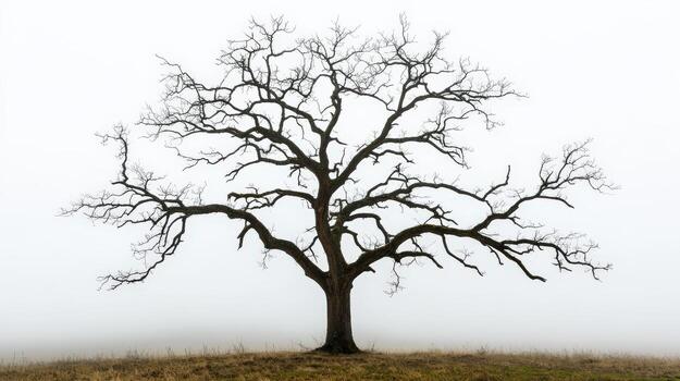 Old wide branched tree in misty meadow, showcasing its intricate branches against foggy backdrop, evoking sense of solitude and tranquility photo