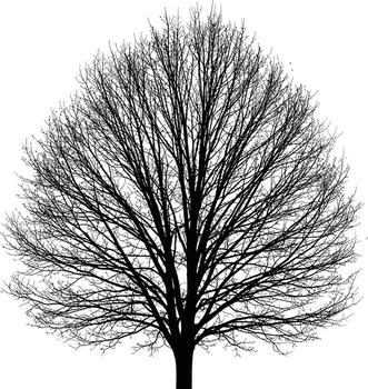 desnudo árbol silueta intrincado derivación modelo vector