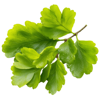 luminosa verde le foglie con un' liscio struttura e a smerlo bordi su un' ramoscello, impostato contro su trasparente sfondo png