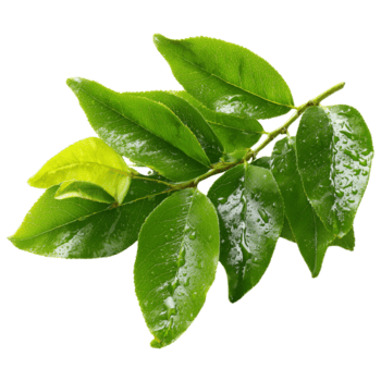 un' grappolo di fresco verde le foglie con lucido superfici, ogni foglia con un' liscio struttura e allungata forma su trasparente sfondo png