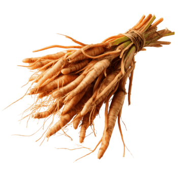 grappolo di fresco fingerroot limite con un' corda su trasparente sfondo png