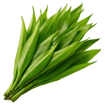 Bright green salacca palm shoots, arranged in a fan-like pattern, with sharp, pointed tips on transparent background png