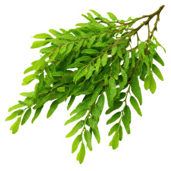 brilhante verde Tamarindo fotos estão exibido contra em transparente fundo png