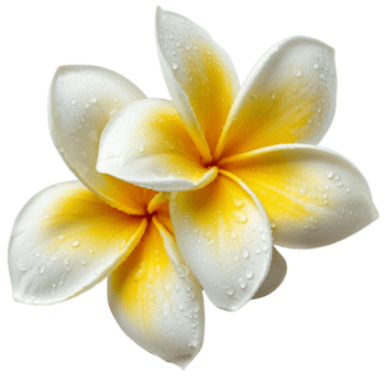 uma digitalmente gerado imagem do uma plumeria flor com branco pétalas em transição para uma vibrante amarelo dentro a Centro em transparente fundo png