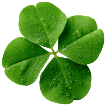 quattro vivido verde trifoglio le foglie con visibile vene siamo visualizzato, disposte nel un' simmetrico modello su trasparente sfondo png