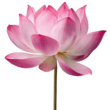 Rosa lótus flor com suavemente em camadas pétalas em transição a partir de profundo Rosa às a dicas para uma isqueiro Rosa para a base em transparente fundo png