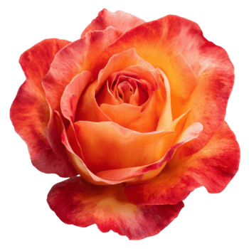 uma digitalmente gerado pêssego rosa flor com a intrincado arranjo do pétalas este transição a partir de uma caloroso pêssego Centro para uma vibrante vermelho às a arestas em transparente fundo png