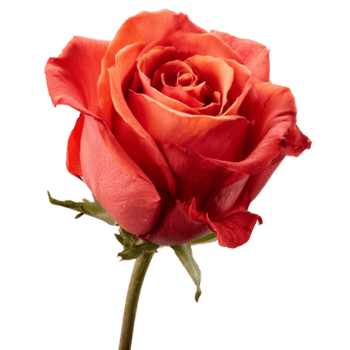 uma solteiro pêssego rosa com delicado pétalas, em transição a partir de profundo pêssego para suave vermelho arestas em transparente fundo png