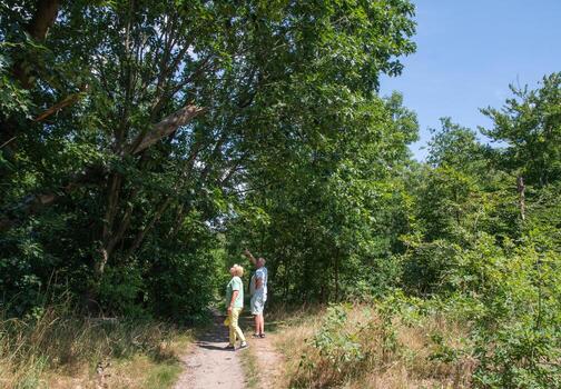 Senior couple standing on a shaded forest path, looking up into the canopy of green trees, man pointing towards something of interest, and woman observing with him photo