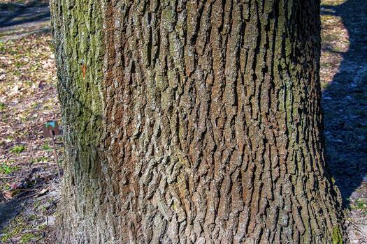 un de cerca de el áspero roble ladrar textura. natural modelo y vertical detalles son útil para antecedentes y texturas en diseño proyectos foto