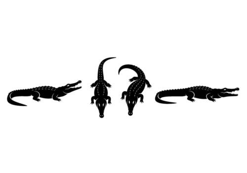 Silhouette of a group of alligators swimming and resting in the swamp creating a sense of danger and wildlife in black and white illustration vector