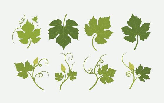 Elegant Botanical Grape Leaf Illustration Set with Tendrils and Budding Flower vector
