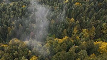 susurros de niebla flotante terminado un masivo pino bosque, creando un misterioso y cautivador natural atmósfera video