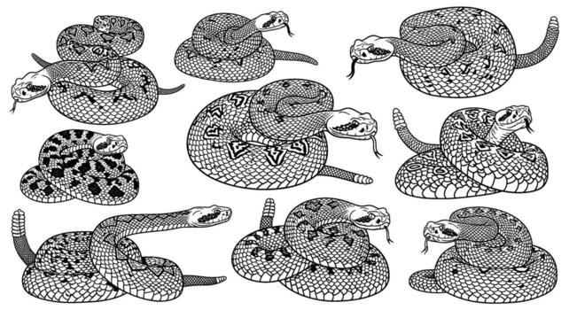 A collection of detailed, handdrawn black and white rattlesnake illustrations in various coiled and striking poses, showcasing their intricate patterns vector