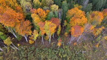 Striking overhead view of bright autumn trees with pale bark and contrast to green undergrowth on forest edge video
