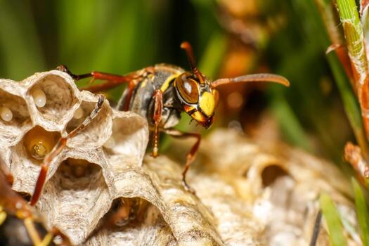 A close-up macro photograph of a wasp tending to its honeycomb nest and eggs in a natural setting photo