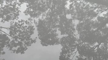 Reflection of Branch of Tree on Water with Rain Droplets video