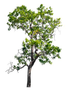 single green tree isolated on transparent background. Ideal for design projects png