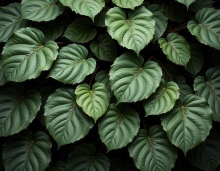 Lush Green Leaves Texture with Varied Shapes and Sizes for Nature Lovers photo
