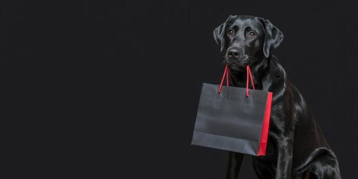 A sleek black labrador holds a shopping bag in its mouth against a dark background, showcasing a unique blend of elegance and charm photo
