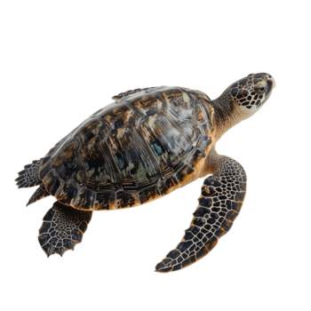 majestätisk hav sköldpadda med invecklad skal mönster flytande i digital Plats, på transparent miljö png