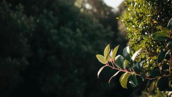 fechar-se do verde folhas dentro uma ensolarado jardim video