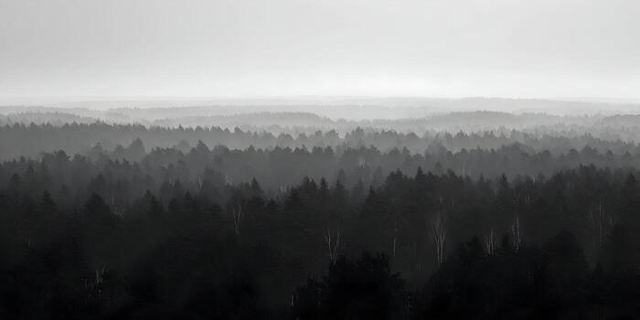 Dense layers of evergreen trees recede into a mysterious foggy background creating a moody grayscale forest landscape photo