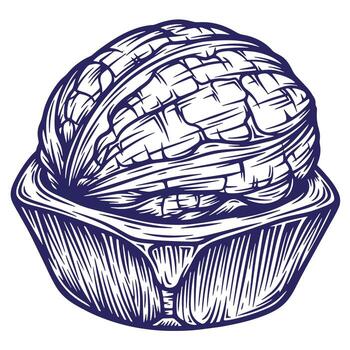 Detailed engraving of walnut showing the nut and its shell isolated on white background vector