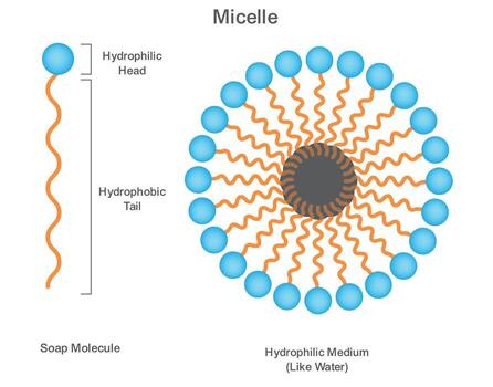 Ciencias diagrama explicando jabón micela estructura con liófilo cabeza y liofóbico cola vector