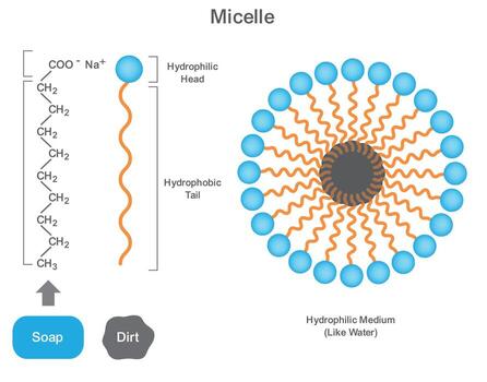 diagrama de micela demostración liófilo cabeza y liofóbico cola en jabón molécula estructura vector