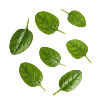 sparpagliato fresco spinaci le foglie su un' trasparente sfondo la creazione di un' semplice composizione Visualizza png