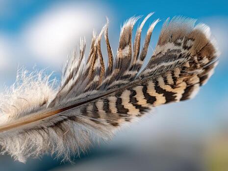 Close-up of a single feather with detailed patterns in shades of brown and white. The feather displays intricate textures, bending gently. The soft focus background enhances its elegance photo