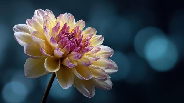 Yellow and pink flower with layered petals blooms against a softly blurred background. The petals have delicate gradients, transitioning from deep pink in the center to light yellow edges photo