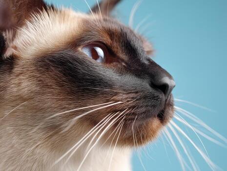Close-up of a cat's face with whiskers and intense gaze. The fur has a gradient from dark to light. The background enhances the focus on the expressive eyes and detailed facial features photo
