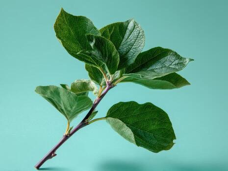 Branch with green leaves displaying different textures and shades, against plain background. Each leaf vein is visible, showing intricate patterns the stem is thin and slightly curved photo