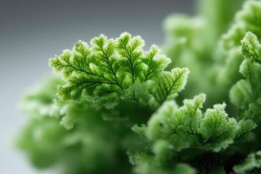 Vivid close-up of intricate green fern leaves with delicate veins, soft textures, and a gentle gradient of light. The image captures the natural beauty and complexity of foliage photo