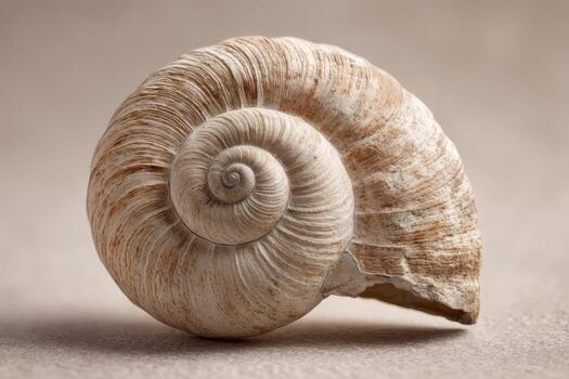 A detailed close-up of a spiral seashell with intricate textures and earthy tones, showcasing its natural beauty. The shell's curves create an artistic, symmetrical pattern photo