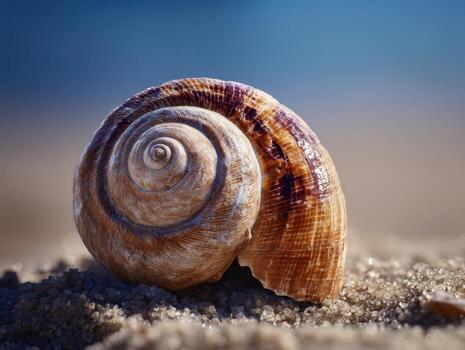 Spiral seashell with intricate patterns, resting on sandy surface, smooth curves, textured details, shell's natural hues, soft focus on background, warm lighting enhances colors photo