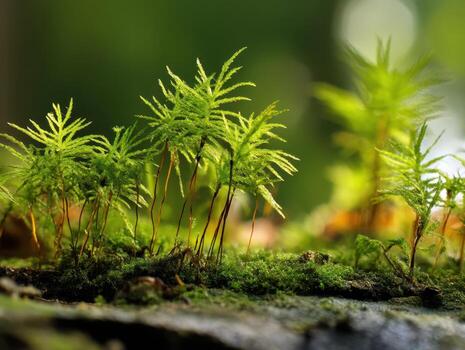 Tiny, delicate green ferns with slender stems grow amidst lush moss, with a soft, blurred background highlighting their intricate leaves. Sunlight gently filters through the foliage photo