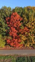 glatt Drohne Flug ziehen um seitwärts über Straße umgeben durch bunt Herbst Wald und Felder, beleuchtet durch warm Sonnenlicht. video
