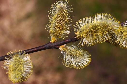 A branch with yellow flowers on it photo