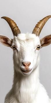 Charming White Goat Portrait with Prominent Horns and Gentle Expression on Neutral Background photo