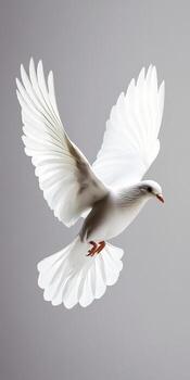 Elegant White Bird in Mid-Flight with Graceful Wings Spread Wanting to Soar into the Sky photo