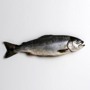 Freshly Caught Fish on a Plain White Background Ideal for Culinary Purposes photo