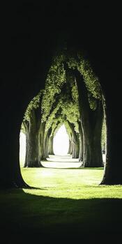 Lush Green Tree Tunnel Leading to a Bright Open Space with Soft Sunlight photo