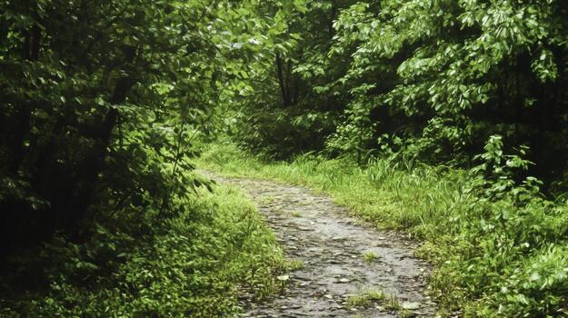 Serene Pathway Through Lush Green Forest Surrounded by Verdant Foliage and Trees photo