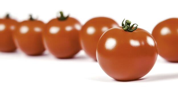 Fresh Red Tomatoes Arranged in a Line on a White Background for Culinary Use photo
