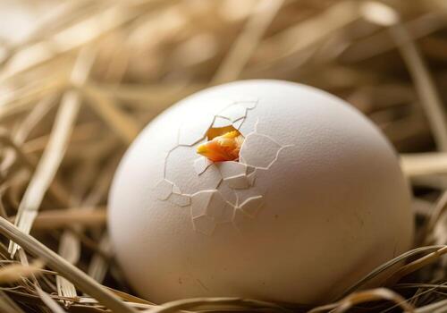 Hatching egg with baby chick breaking shell on straw nest, symbolizing new life, birth, hope, and fresh beginnings. photo