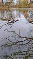 Branches and autumn trees are reflected in the calm waters of a lake on an overcast day. A peaceful autumn landscape with a natural mirror effect and the soft colors of the season. video