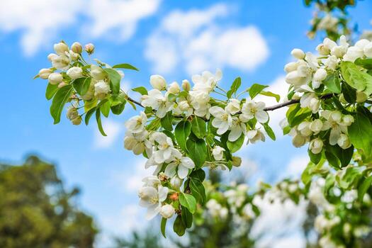 Branch of white apple tree blossoms with green leaves against a blue sky and soft clouds in a spring orchard creating a fresh natural scene. photo